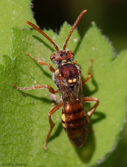 Nomada imbricata