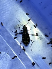 Cicindela hirticollis
