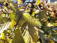 Calliteara pudibunda