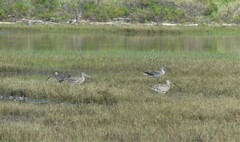 Numenius madagascariensis