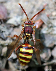 Nomada imbricata