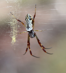 Trichonephila edulis