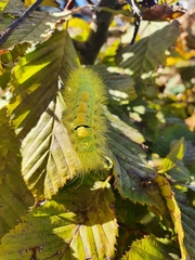 Calliteara pudibunda