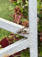 Polistes chinensis