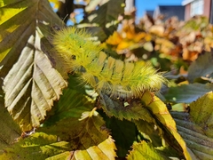 Calliteara pudibunda