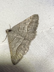 Digrammia continuata