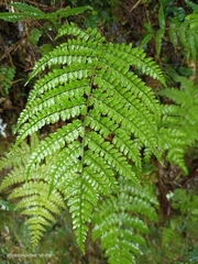 Athyrium delavayi subrigescens