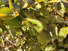 Calliteara pudibunda