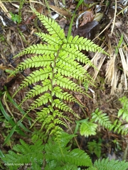 Athyrium delavayi subrigescens