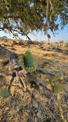 Quercus ithaburensis