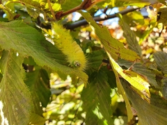 Calliteara pudibunda