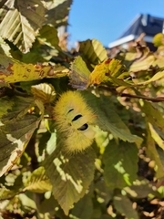 Calliteara pudibunda