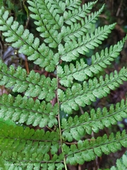 Athyrium delavayi subrigescens