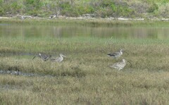 Numenius madagascariensis