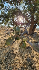 Quercus ithaburensis