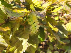 Calliteara pudibunda