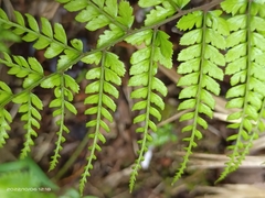 Athyrium delavayi subrigescens
