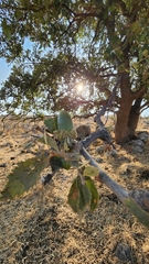 Quercus ithaburensis