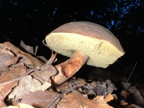 Auksakotis švelniabaravykis nuotrauka