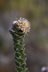 Leucospermum truncatulum
