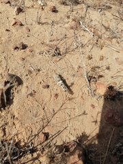 Cibolacris parviceps