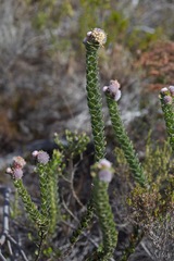 Leucospermum truncatulum