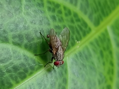Muscina stabulans