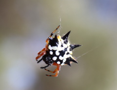 Austracantha minax