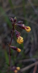 Hermannia joubertiana