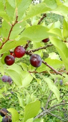 Prunus maritima