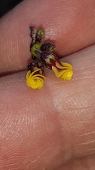 Hermannia joubertiana