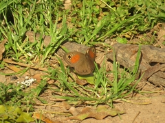 Cassionympha cassius