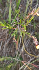 Hermannia joubertiana