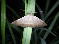 Mecodina nubiferalis