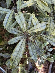 Quintinia serrata
