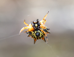 Austracantha minax