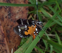 Hecatesia fenestrata