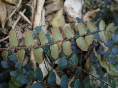 Pellaea rotundifolia