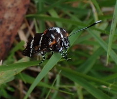 Hecatesia fenestrata