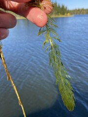 Myriophyllum sibiricum