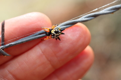 Austracantha minax