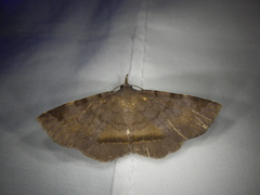 Mecodina nubiferalis