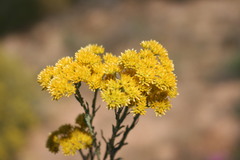 Helichrysum rutilans