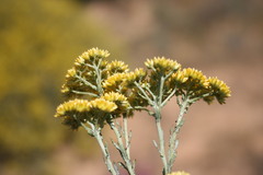 Helichrysum rutilans