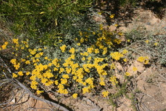 Helichrysum rutilans