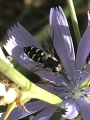 Metasyrphus