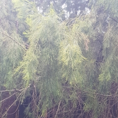 Exocarpos cupressiformis