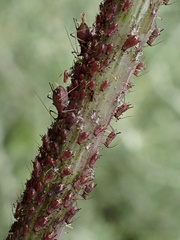 Macrosiphum