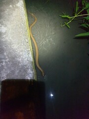 Fowlea flavipunctata