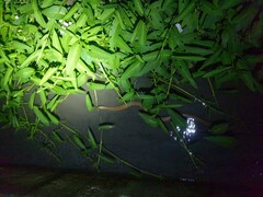 Fowlea flavipunctata